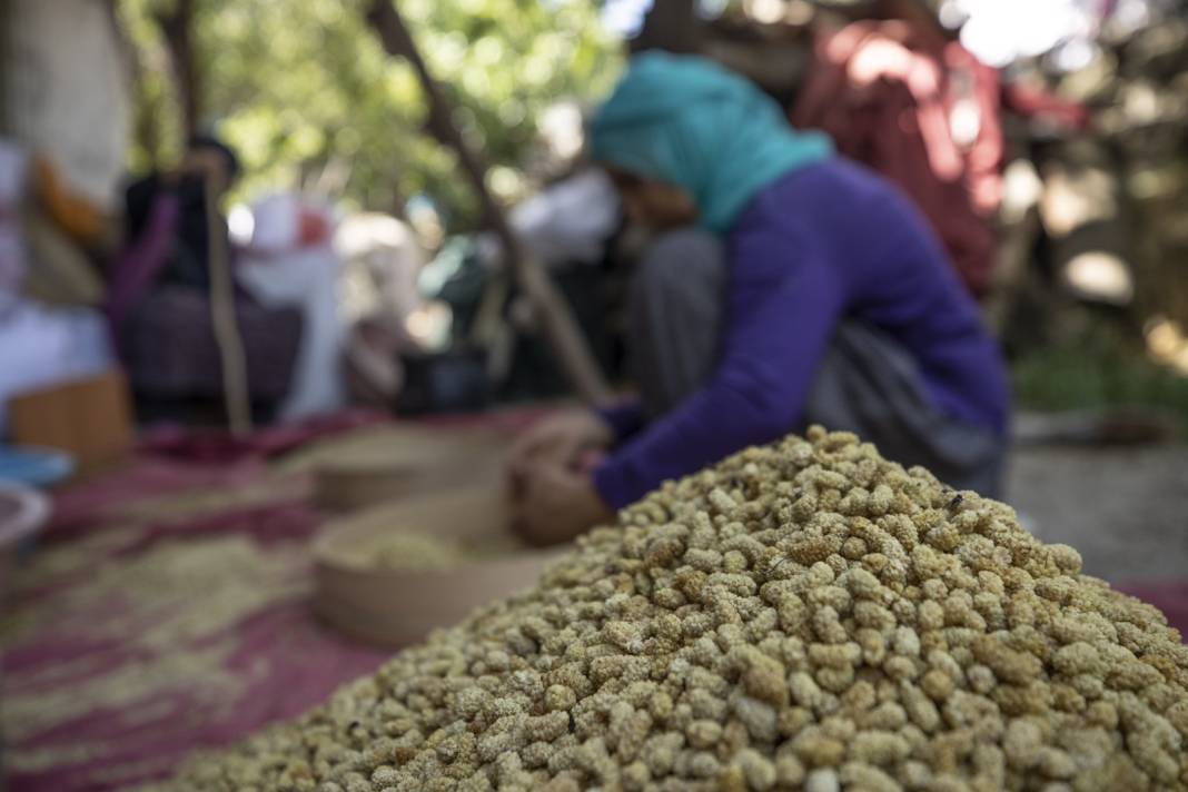 Tunceli'de Hasadı Çok Bereketli Başladı: 500 Ton Rekolte Bekleniyor 12